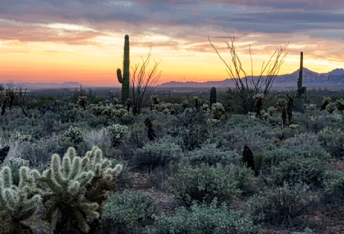 Gemini_Generated_Image_8na6sf8na6sf8na6